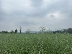 -东梓关景区村庄