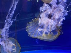 -上海海昌海洋公园