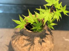 -沉瓯 福鼎白茶(洛川中路店)