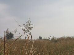 -哈素海