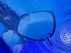 -海合安武汉极地海洋公园