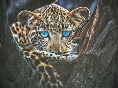 -罗红摄影艺术馆