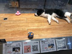-狗道宠物(常熟印象城店)