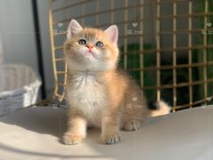 -喵zoo家庭繁育猫舍(尖东智能花园店)