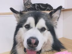 -李小姐の猫咖啡馆(五角场店)