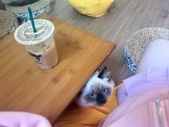 -楼上猫咖(罗湖店)