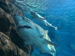 -上海海洋水族馆