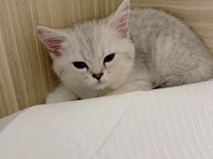 -纳吉亚猫专科动物医院(康都外科中心)