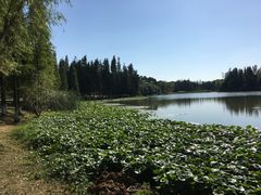 -艾溪湖湿地公园