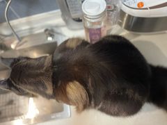 -PETKIT小佩宠物·低压洗护(国顺东路店)