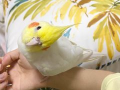 -瑞派·关忠动物医院·异宠专科·犬猫肿瘤·皮肤专科(望京店)