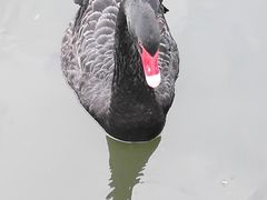 -志龙皇冠吃货椰子铺