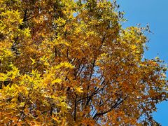 -北京西山国家森林公园