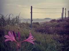 -枸杞岛