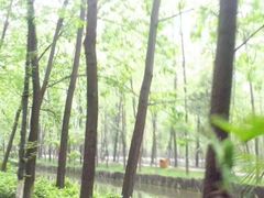 -合肥滨湖国家森林公园