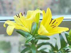 -大自然花鸟鱼虫市场