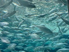 -上海海洋水族馆