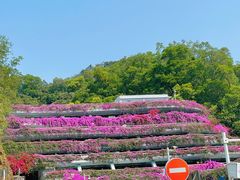 -深圳仙湖植物园