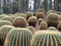 -南山植物园