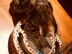 -猫大福·Fortune Cat猫舍(百子湾店)