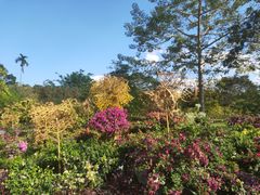 -中国科学院西双版纳热带植物园