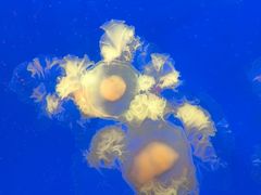 -上海海洋水族馆