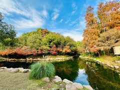 -上海共青森林公园