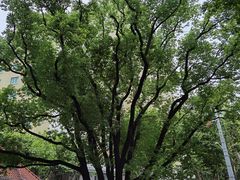 -徐家汇源景区-衡山公园