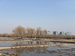 -大兴滨河森林公园