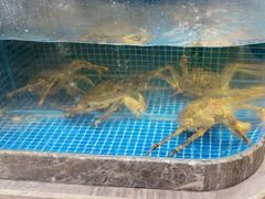 -骏莱海鲜鱼港(五角场店)