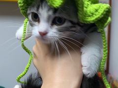 -飞行喵MR PILOT|猫舍·猫咖(静安大融城店)