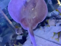 -欢乐海岸海洋奇梦馆