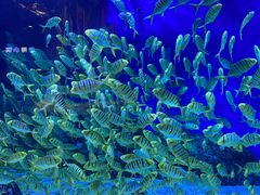 -成都浩海立方海洋公园
