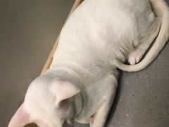 -飞行喵MR PILOT|猫舍·猫咖(静安大融城店)