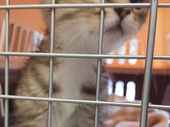 -瑞派康怡24h宠物医院·犬猫医疗中心·微创绝育(瑞景分院)