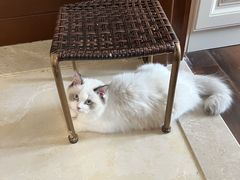 -lincat·猫舍(广州店)