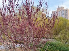 -元大都城垣遗址公园