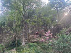 -黔灵山公园