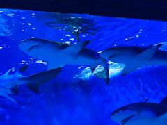 -太平洋海底世界