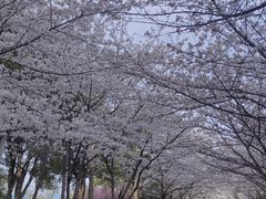 -高东镇樱花园