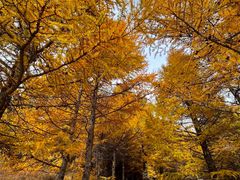 -苏木山森林公园