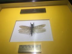 -上海昆虫博物馆