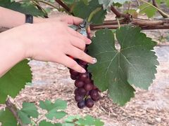 -马陆小张葡萄园农家乐