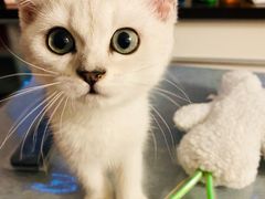 -猫十亿·布偶金渐层·曼基康矮脚猫舍(青年路店)
