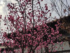 -梅花山(明孝陵内)
