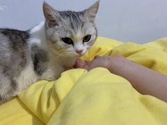 -欣宠猫屋·矮脚拿破仑·蓝金金渐层