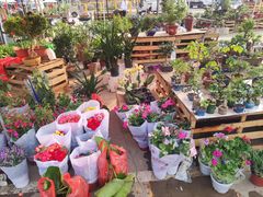 -中环花鸟鱼虫市场