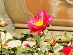 -欢姐伦教糕(北海大道北店)