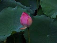 -荔湾湖公园