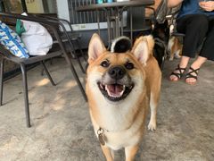 -柴犬高等学院·狗咖·柴犬售卖·宠物训练